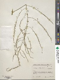 Asparagus officinalis image