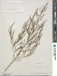 Asparagus officinalis image