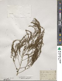 Asparagus officinalis image