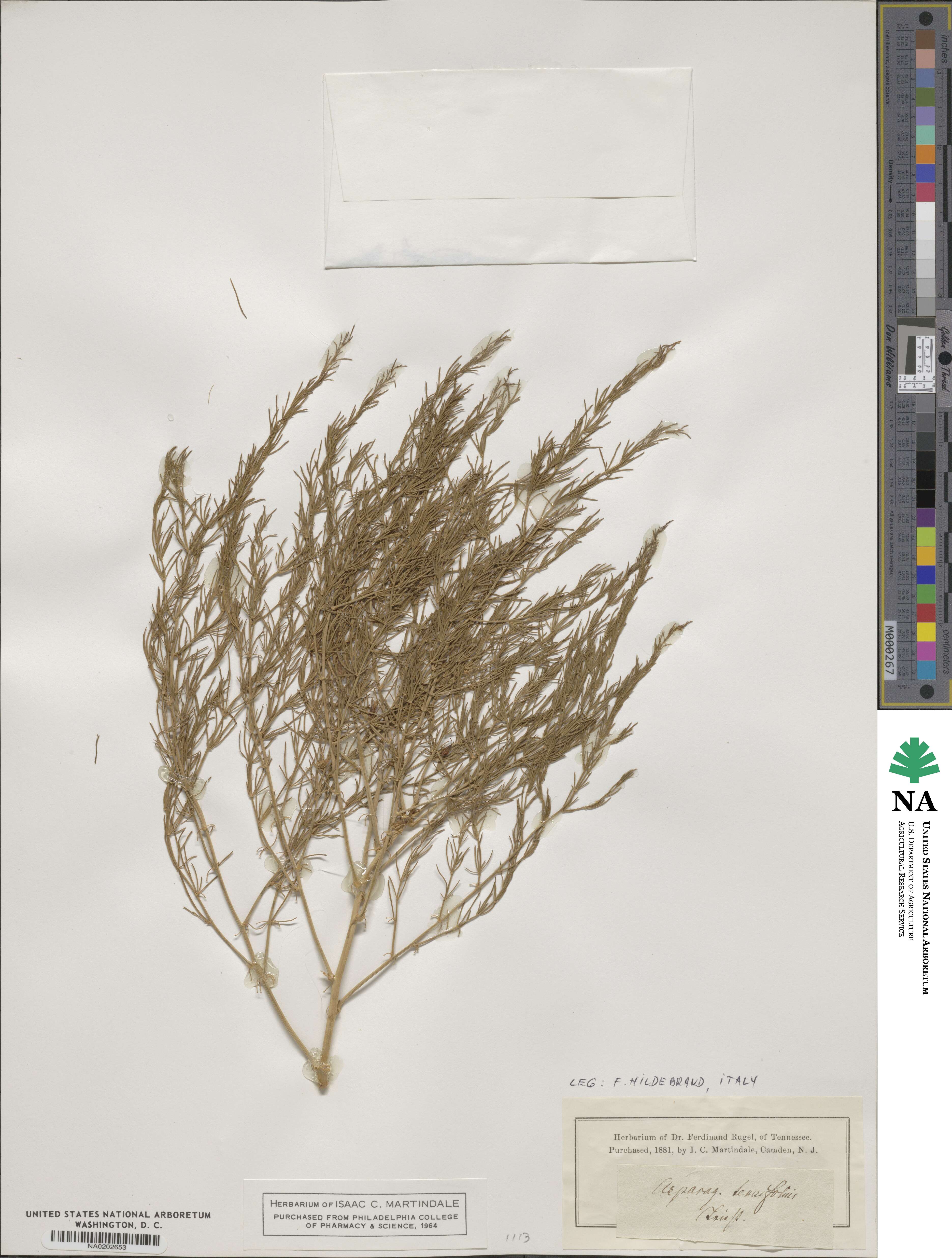 Asparagus tenuifolius image