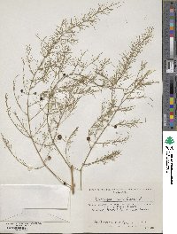 Asparagus verticillatus image