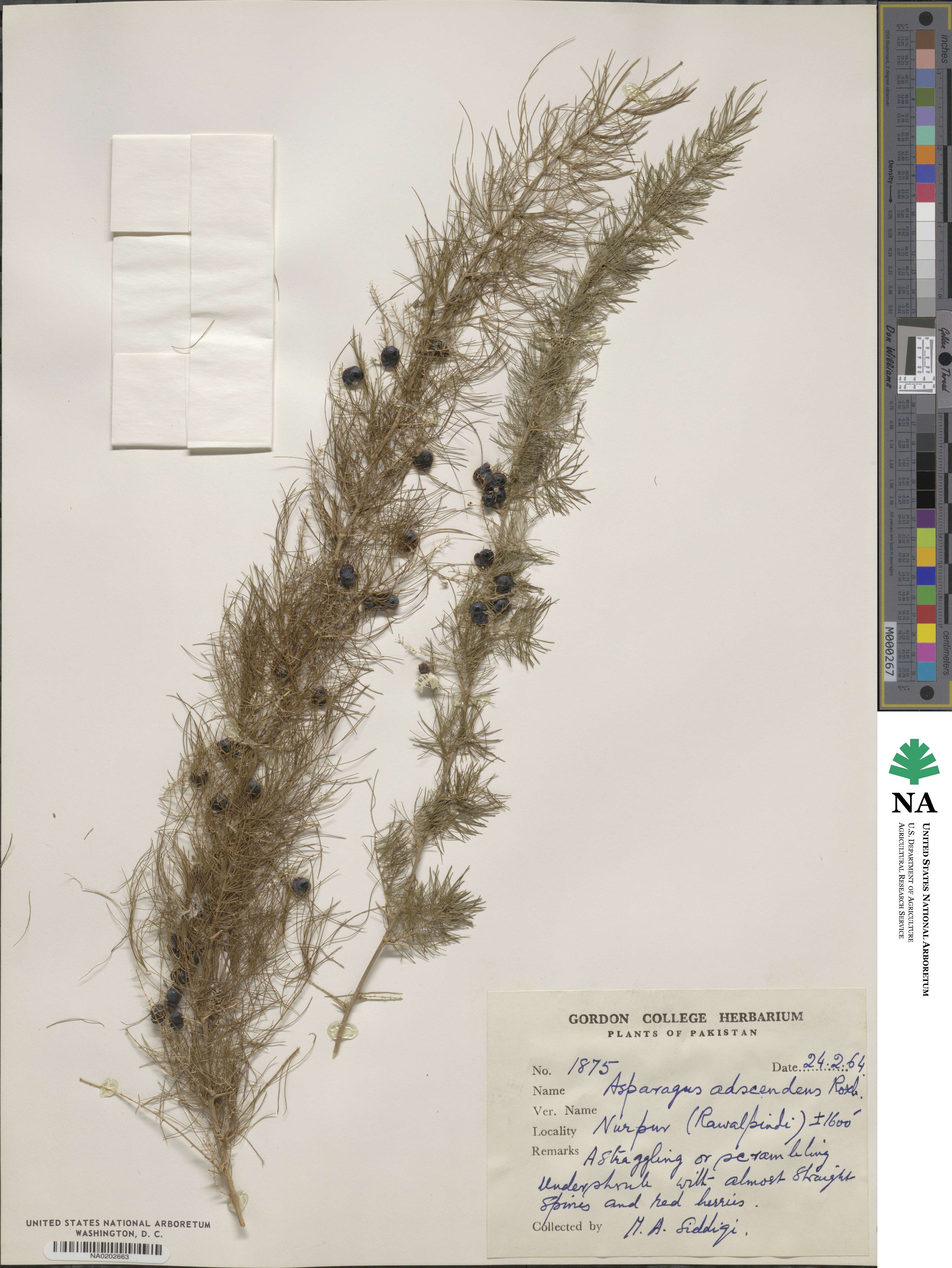 Asparagus adscendens image