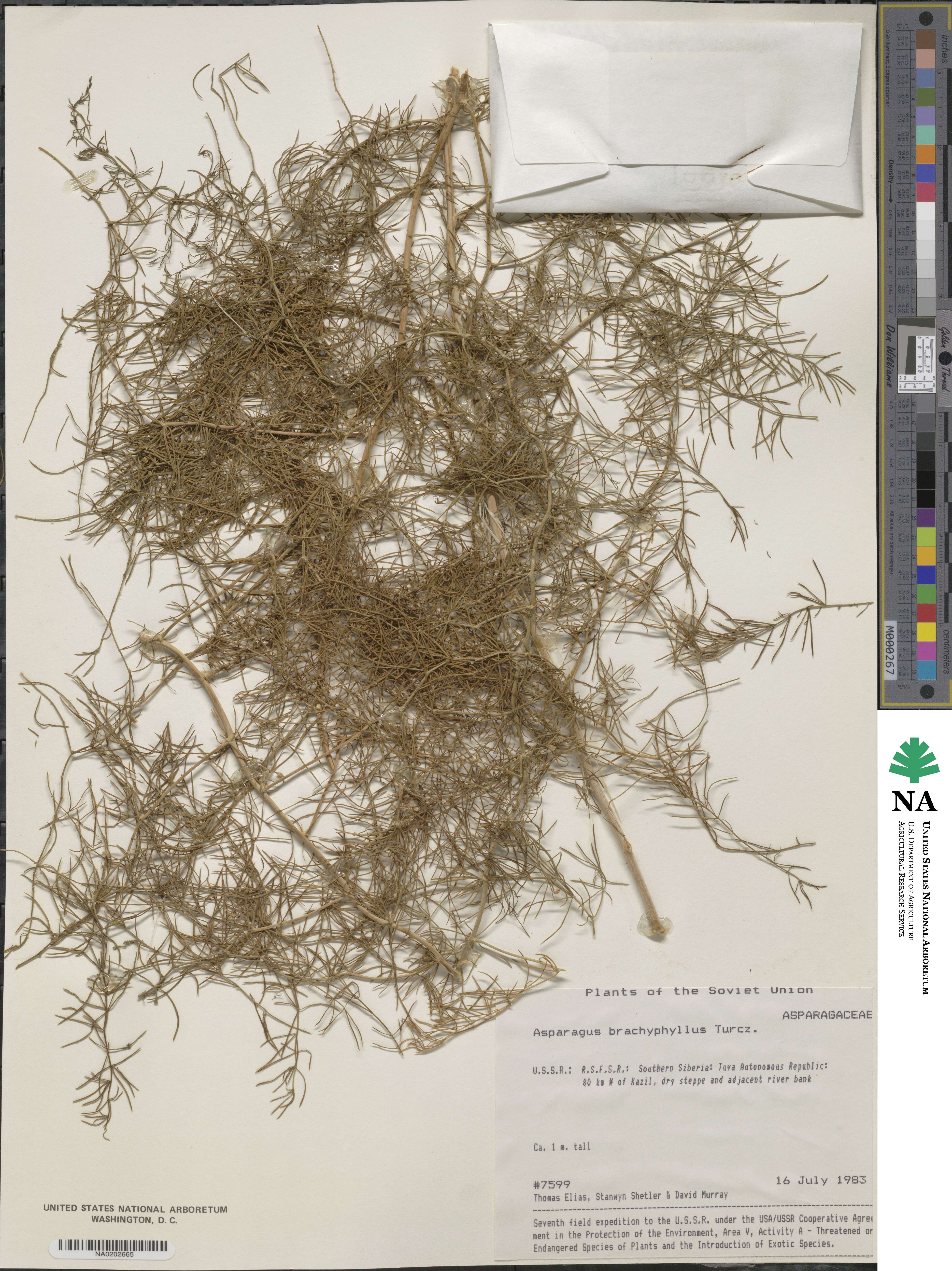 Asparagus brachyphyllus image