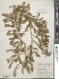 Asparagus cochinchinensis image