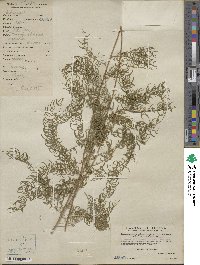 Asparagus cochinchinensis image