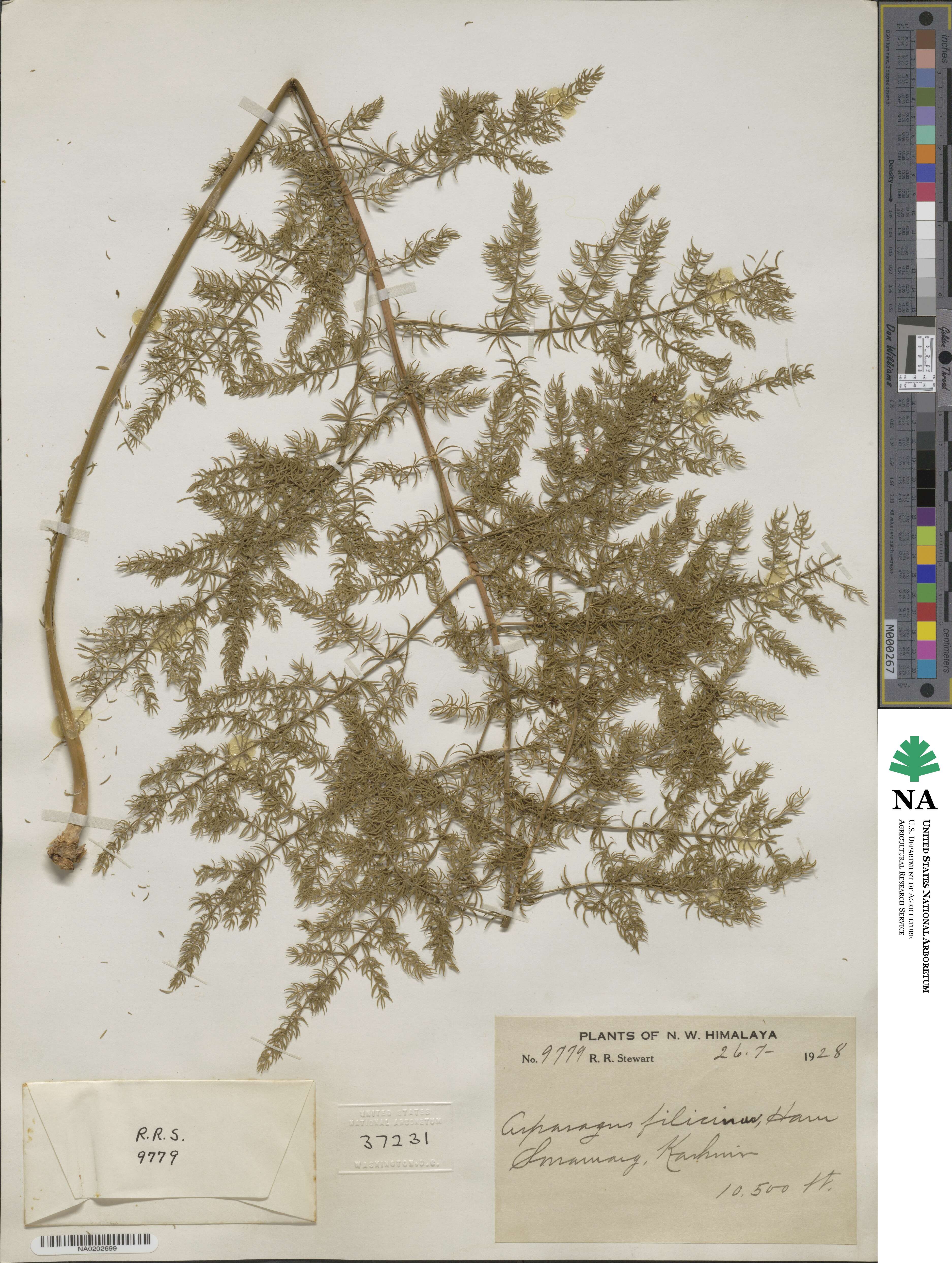 Asparagus filicinus image