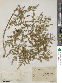 Asparagus filicinus image