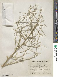 Asparagus gracilis image