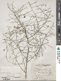 Asparagus gracilis image