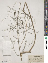 Asparagus gracilis image