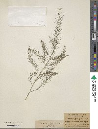 Asparagus officinalis image