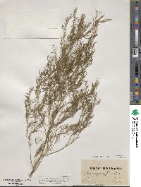 Asparagus officinalis image