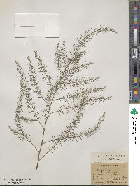 Asparagus officinalis image