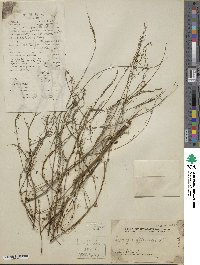 Asparagus officinalis image