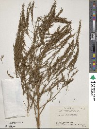 Asparagus oligoclonos image