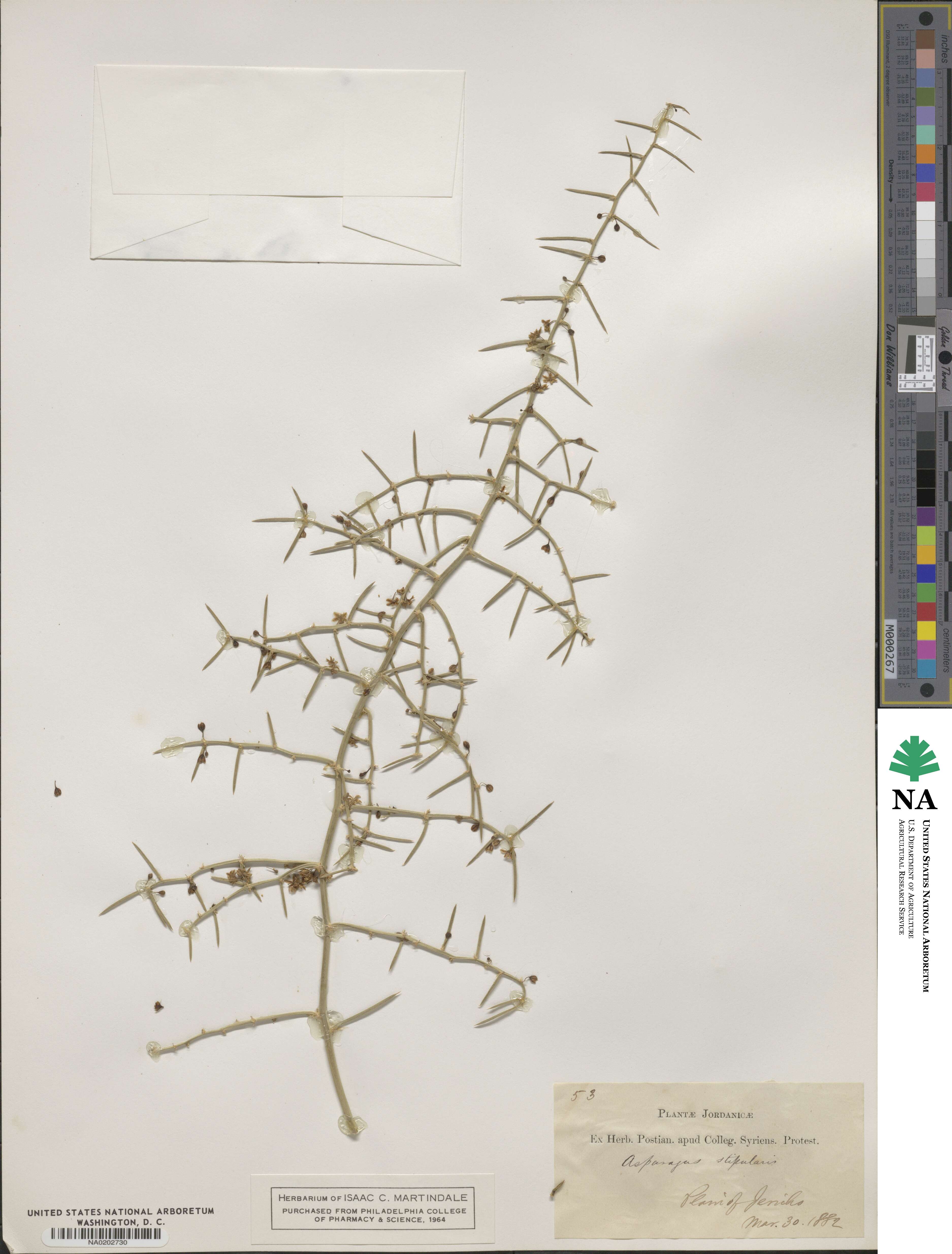 Asparagus horridus image