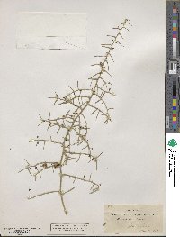 Asparagus horridus image