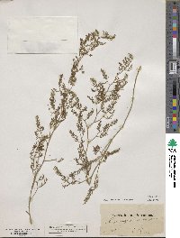 Asparagus trichophyllus image