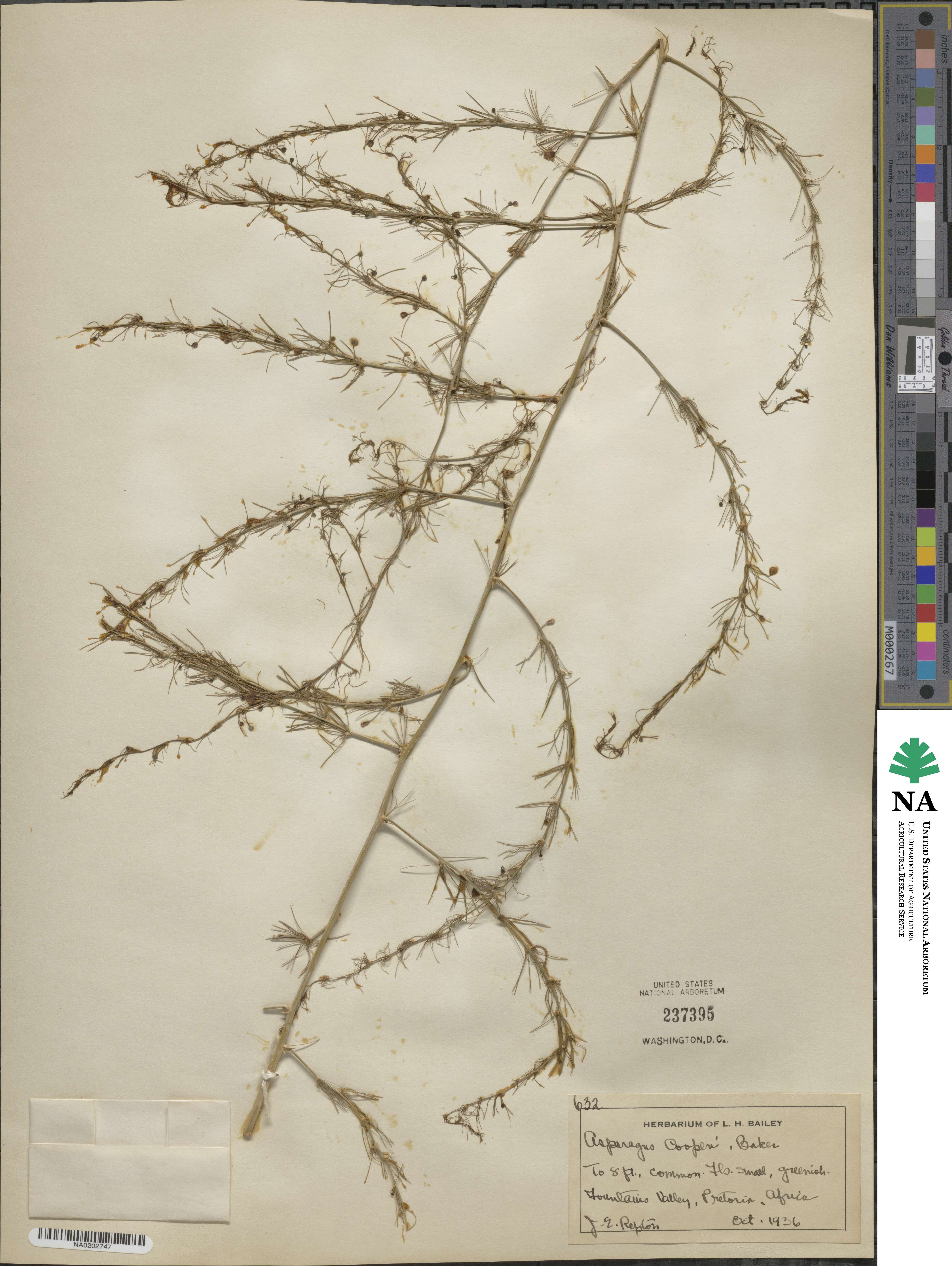 Asparagus africanus image