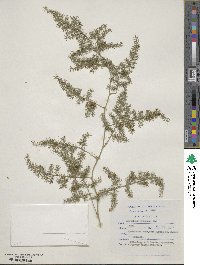 Asparagus setaceus image