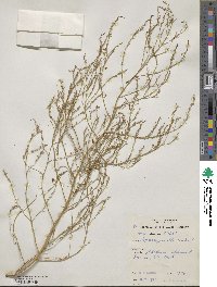 Asparagus officinalis image