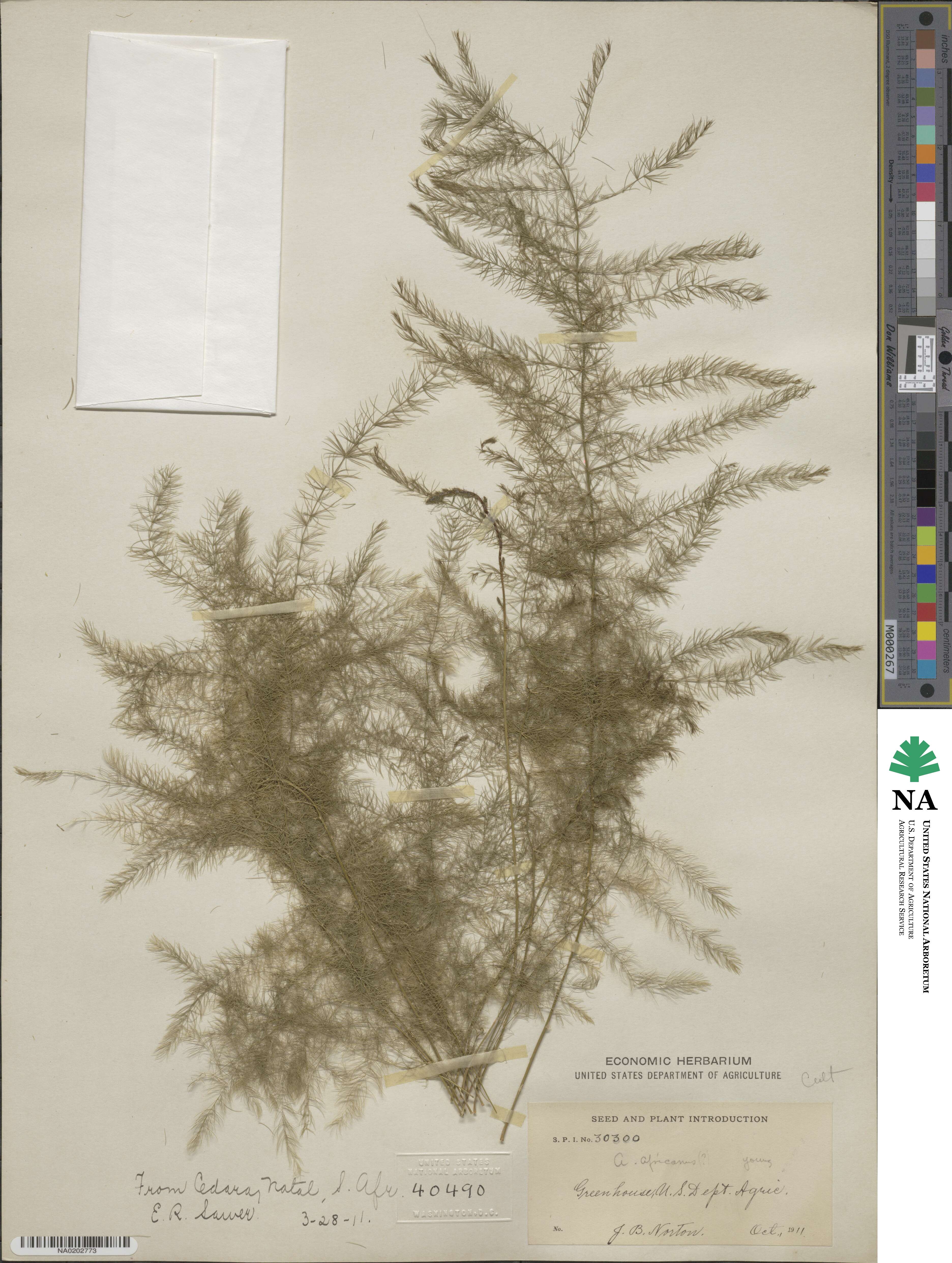 Asparagus africanus image