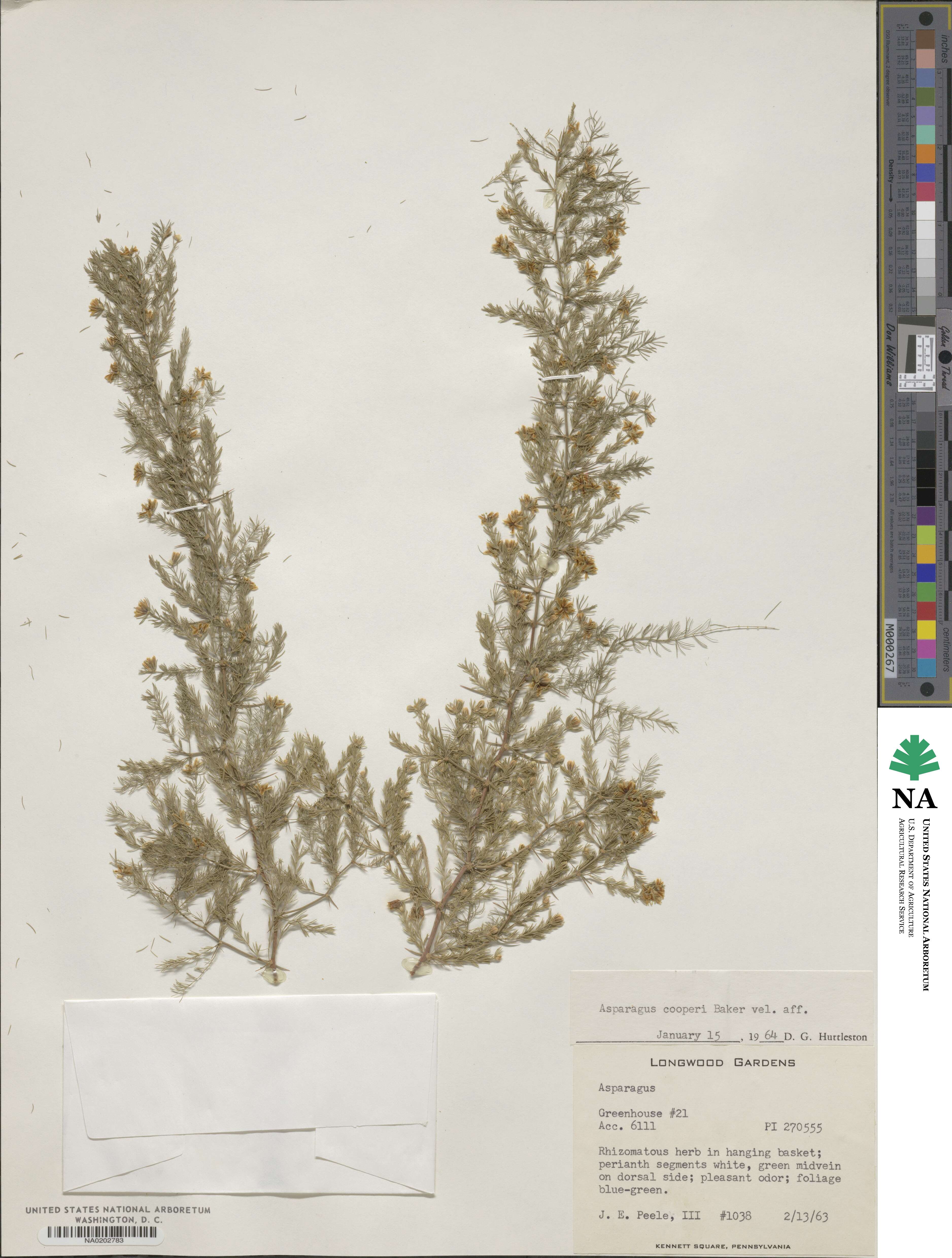 Asparagus africanus var. africanus image