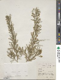 Asparagus africanus var. africanus image