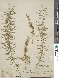 Asparagus drepanophyllus image