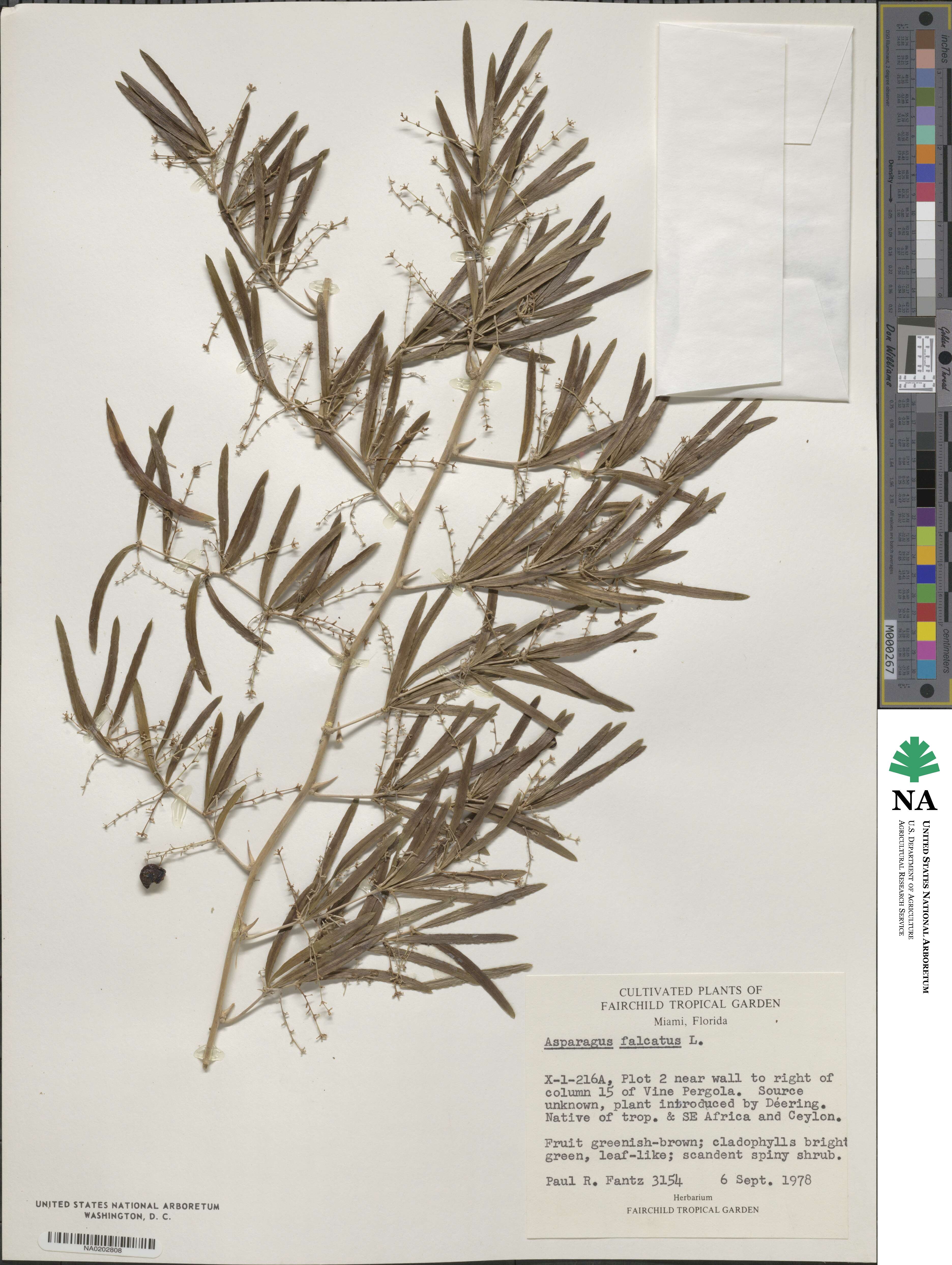 Asparagus falcatus image