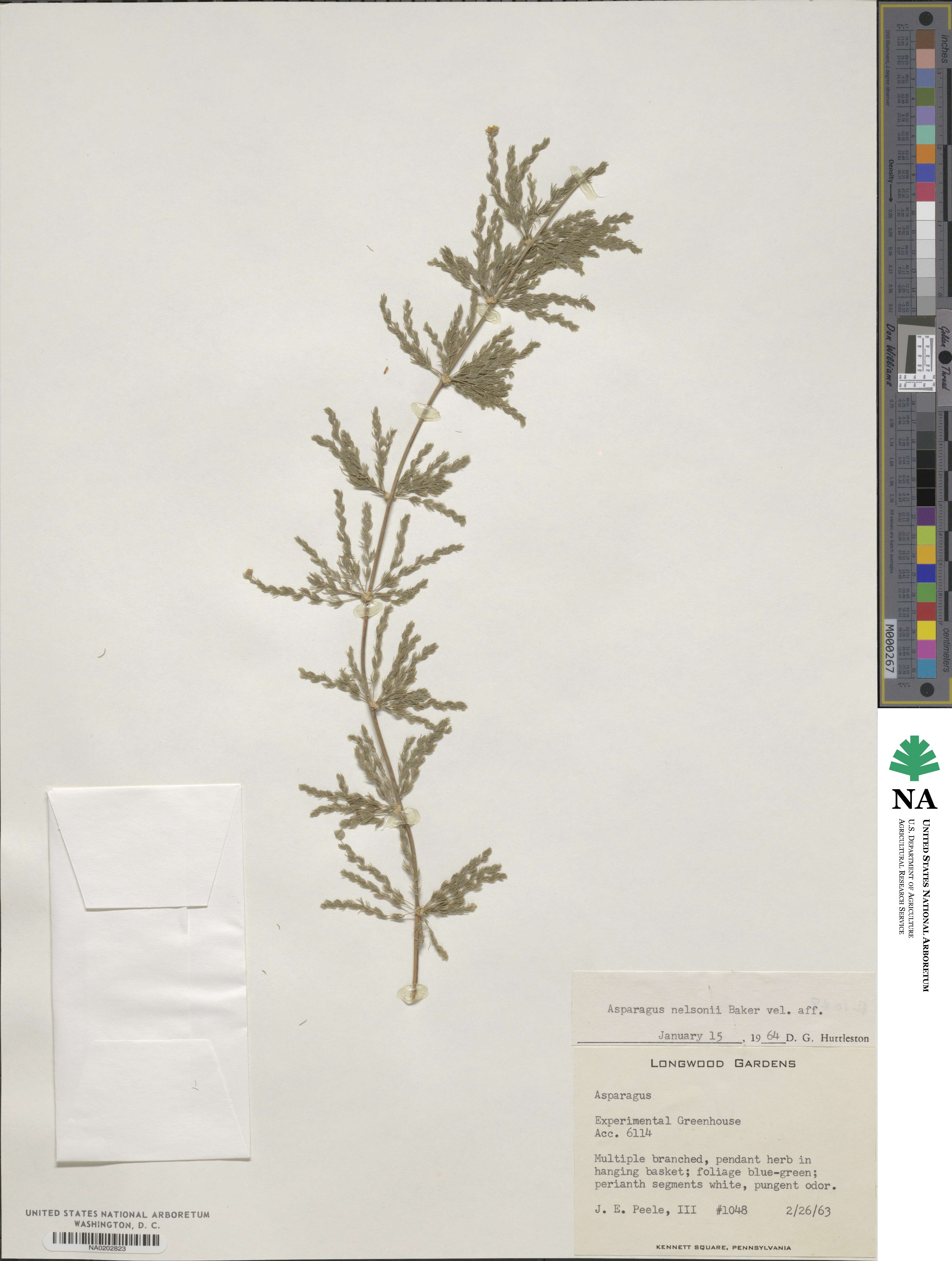 Asparagus capensis var. capensis image