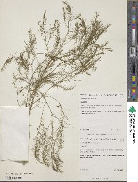 Asparagus officinalis image