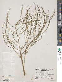 Asparagus officinalis image