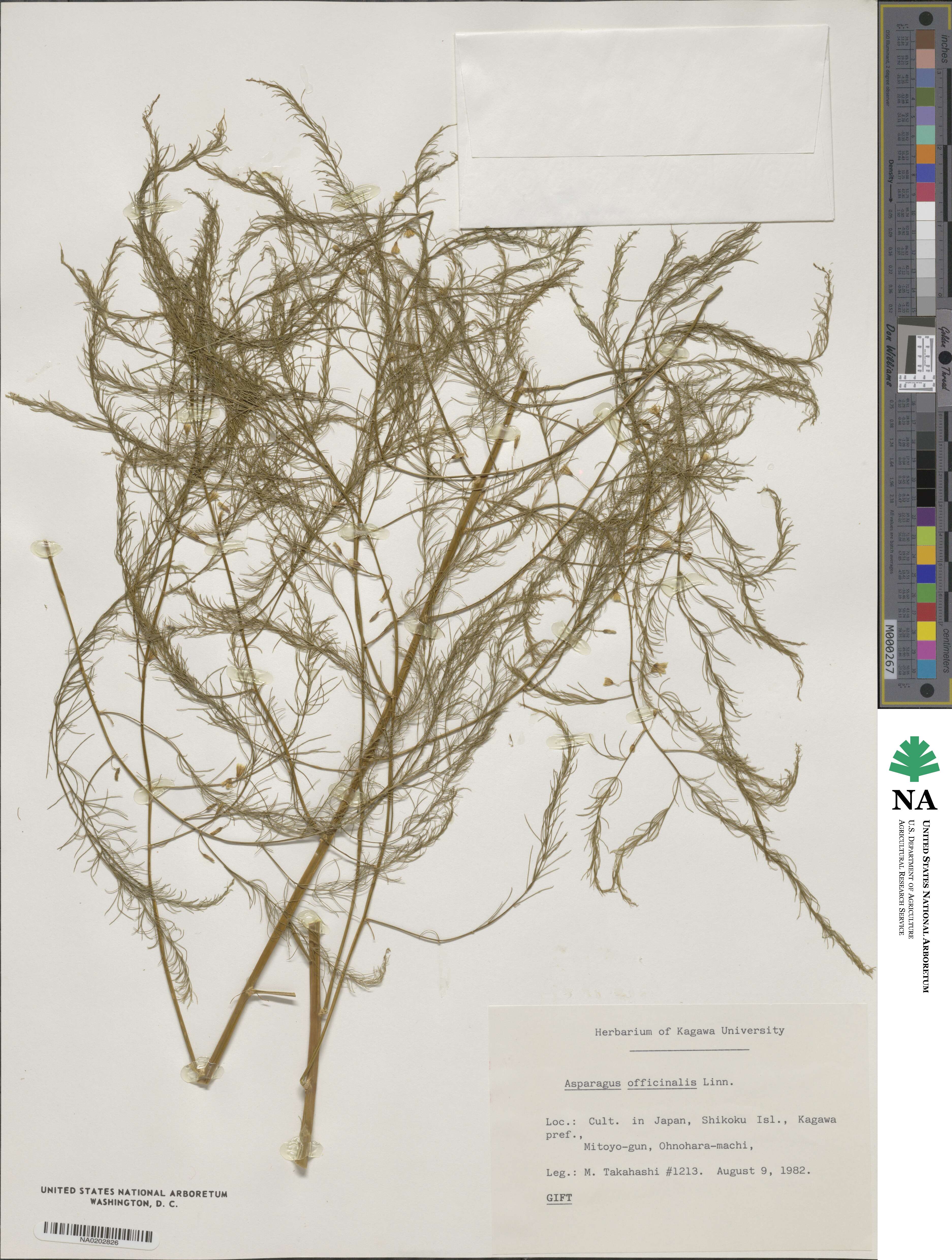 Asparagus officinalis image