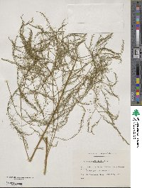 Asparagus officinalis image