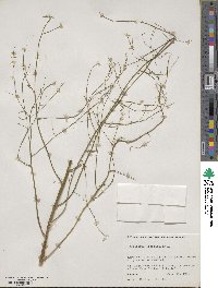 Asparagus officinalis image