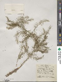 Asparagus officinalis image