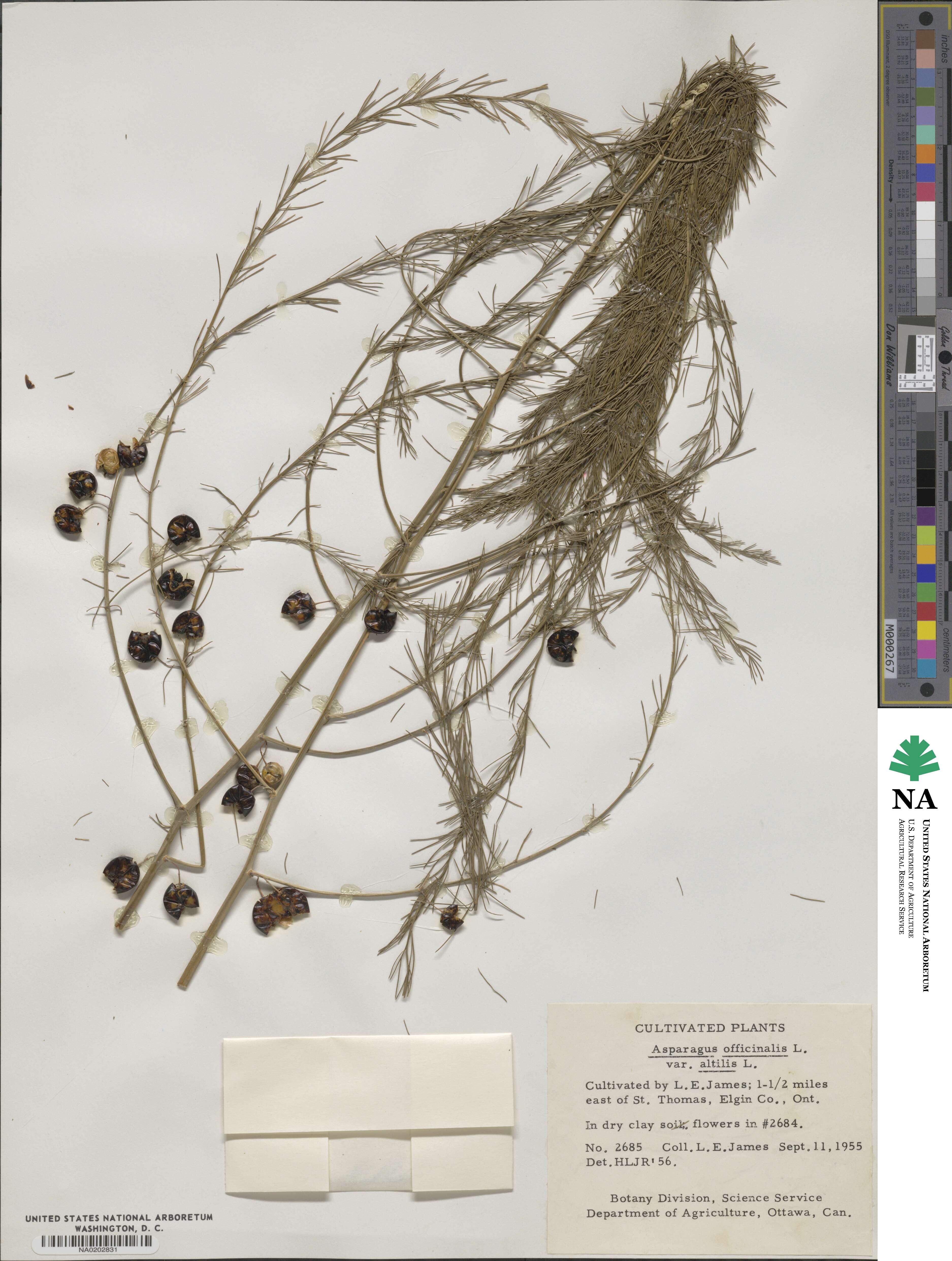 Asparagus officinalis image