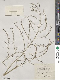 Asparagus officinalis image