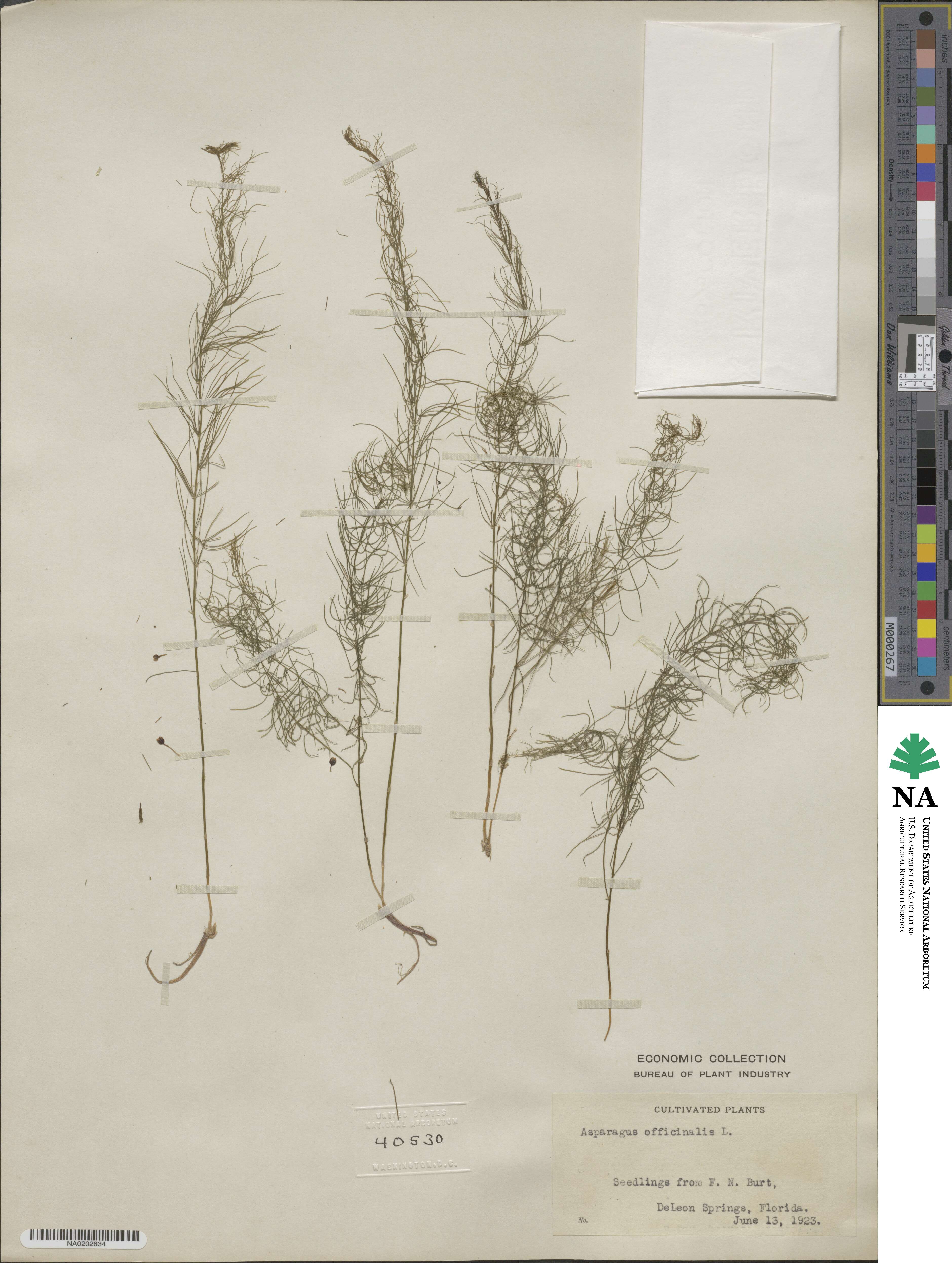 Asparagus officinalis image