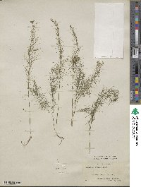 Asparagus officinalis image