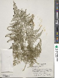 Asparagus setaceus image