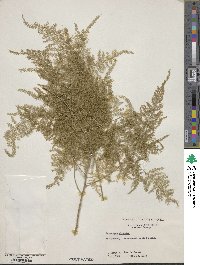 Asparagus setaceus image