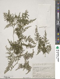 Asparagus setaceus image