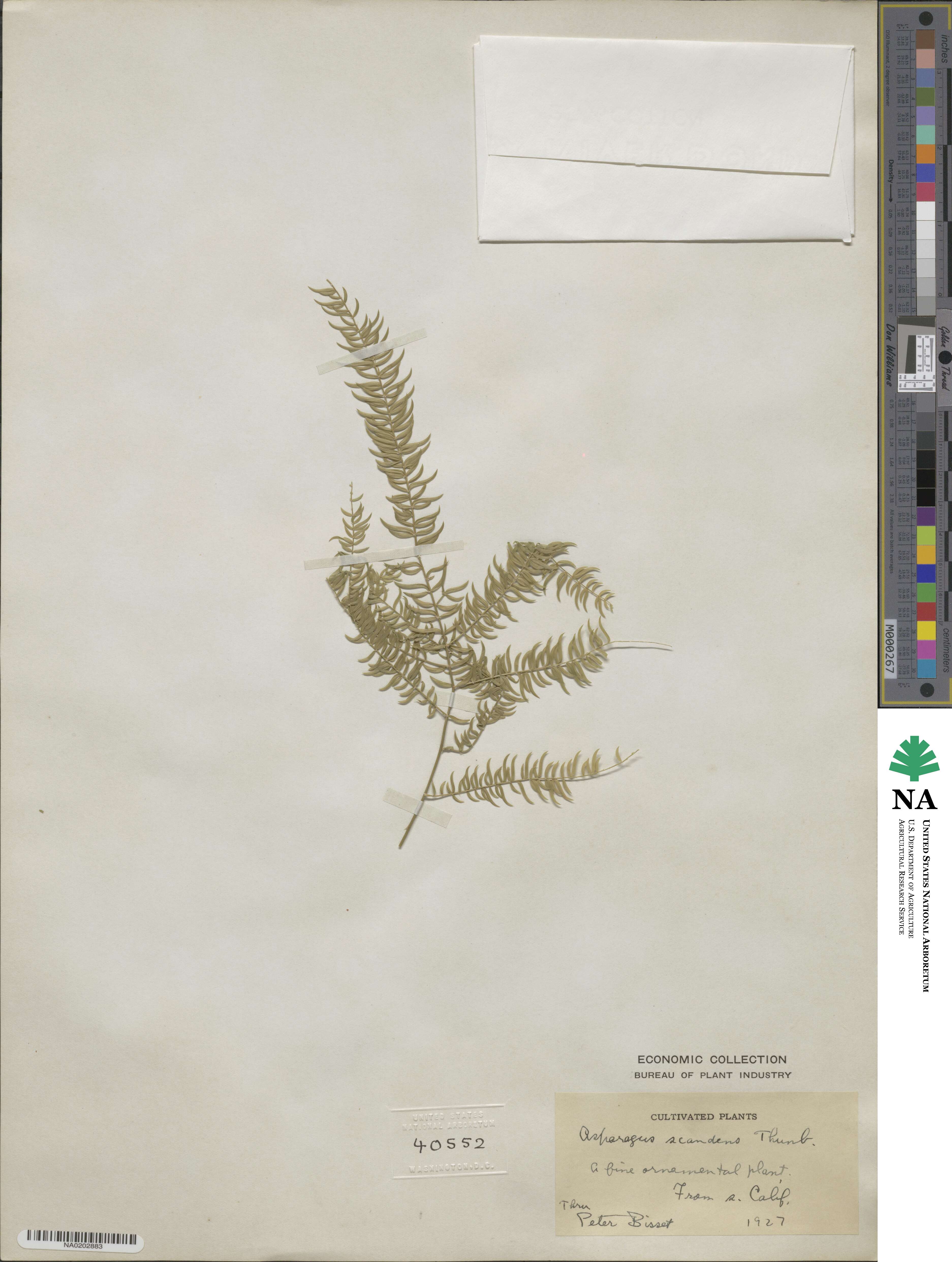 Asparagus ramosissimus image
