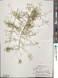 Asparagus densiflorus image