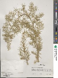 Asparagus densiflorus image