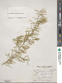 Asparagus densiflorus image