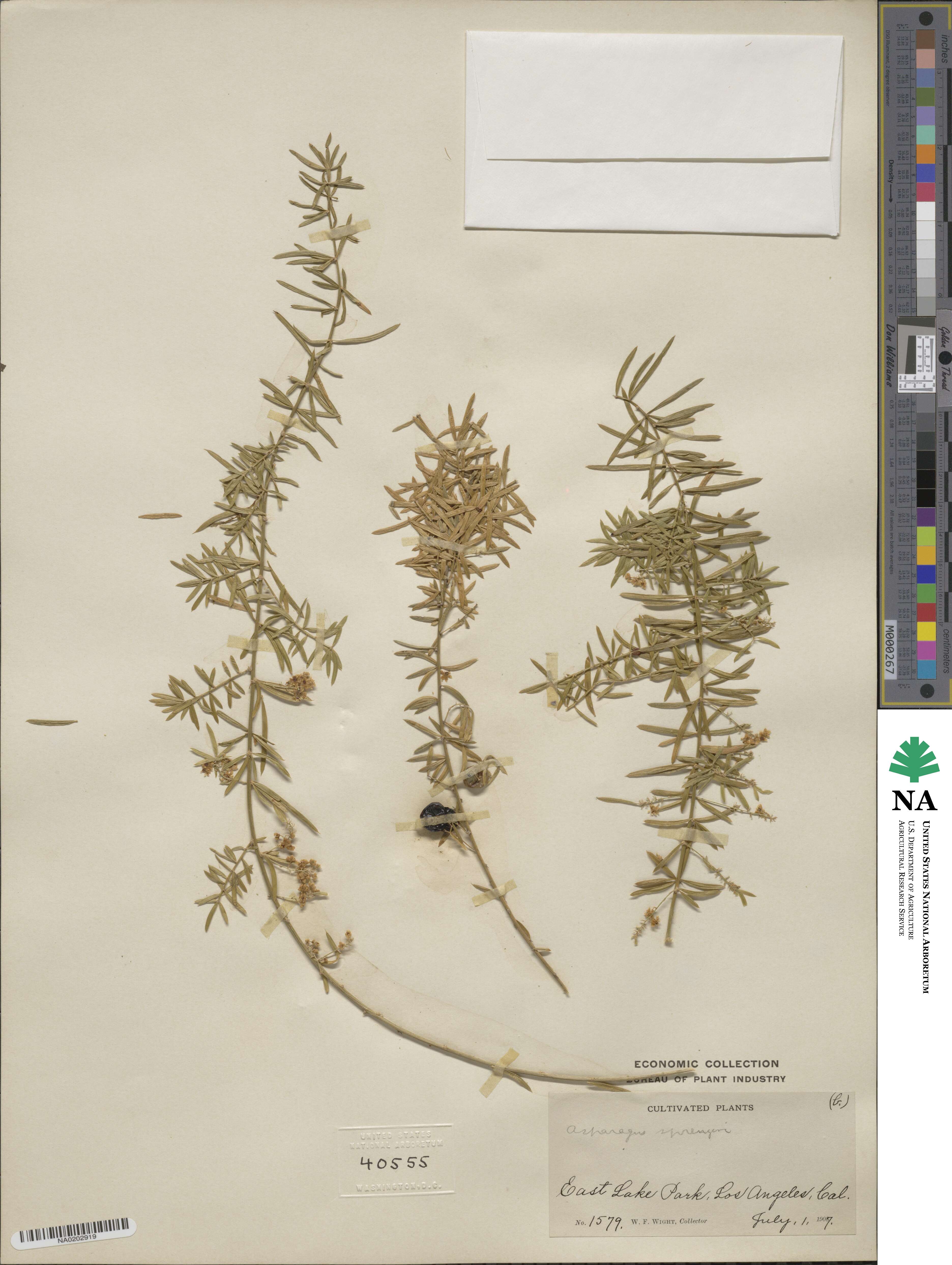 Asparagus densiflorus image