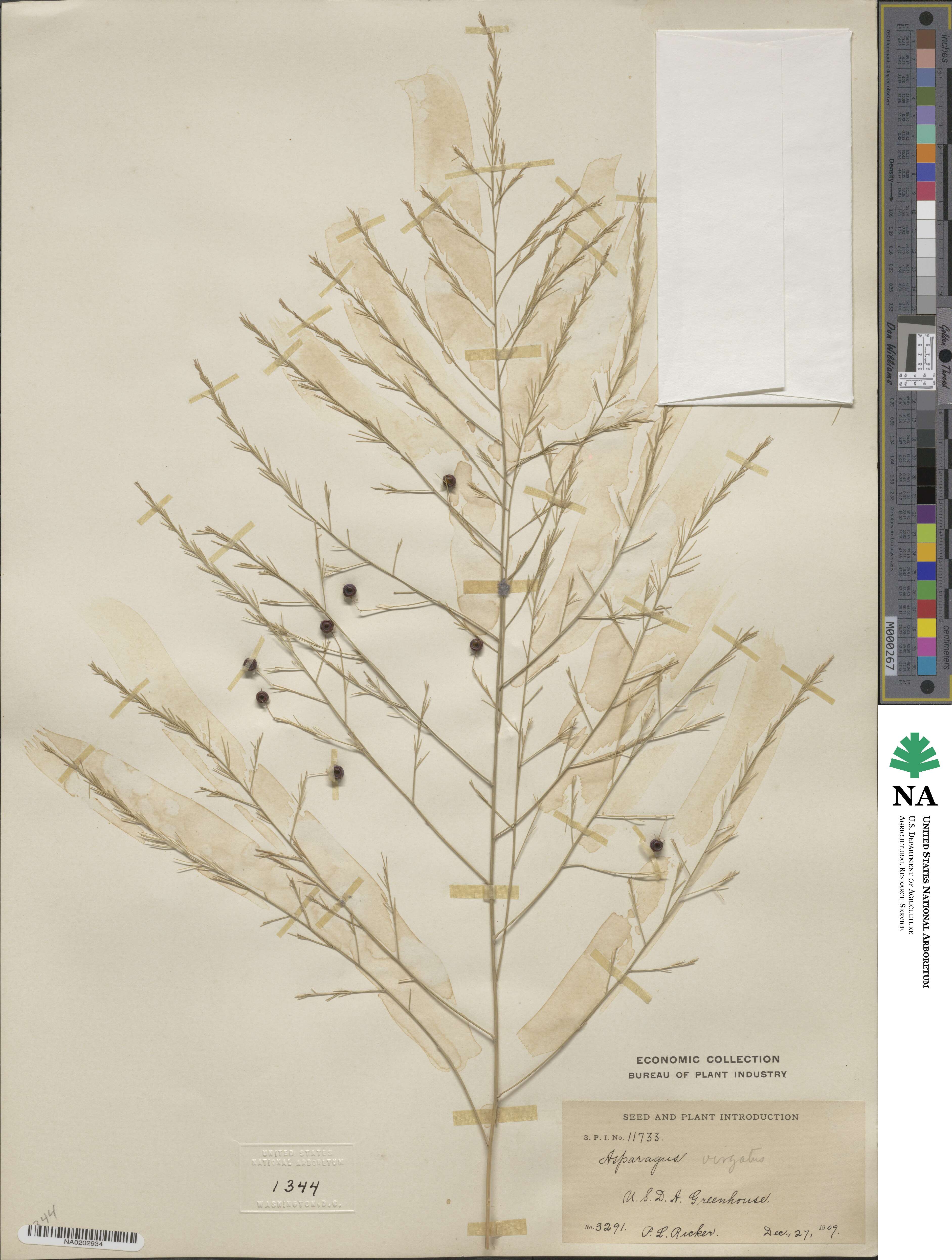 Asparagus virgatus image